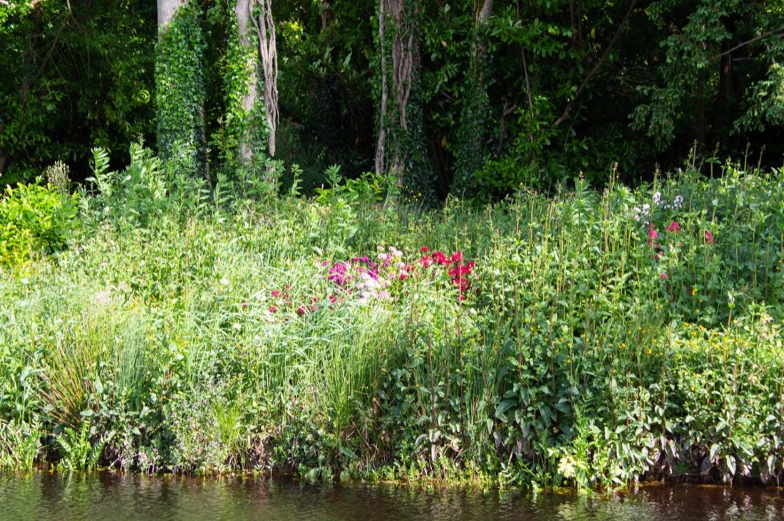 Wildflowers along the river